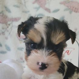 Viper - Parti male Yorkshire Terrier puppy in Springville, Utah from Lundberg's Yorkshire Terriers