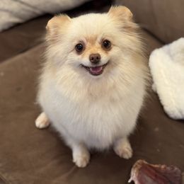 Lovey - Cream female Pomeranian puppy in Kilgore, Texas from 5 Star Poms
