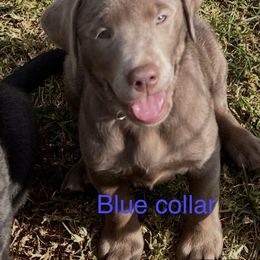 Dilute Retriever and Labrador Retriever Puppies from Silver Labrador of Southern California