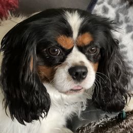 Diesel - Cavalier King Charles Spaniel