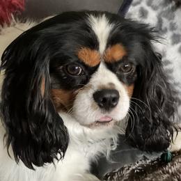 Diesel - Cavalier King Charles Spaniel