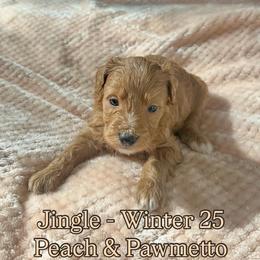 Jingle - Red male Bernedoodle puppy in Alabama from Peach & Pawmetto Doodles