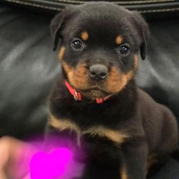 Girl 1 (Pink) - Black and tan female Rottweiler puppy in San Antonio, Texas from HAUS OF RZA