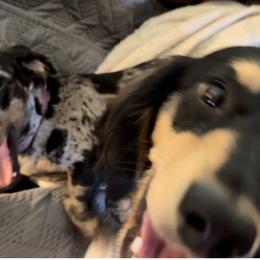 Dachshund Puppies from P&P Dachshunds