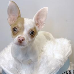 Chihuahua Puppies from Petite Pups LLC