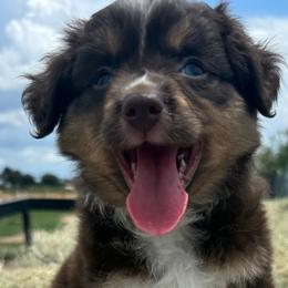 Bo Peep - Miniature Australian Shepherd puppy from Jubilee Acres