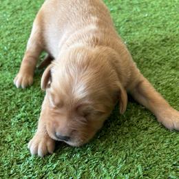 Female 4 - Golden female Golden Retriever puppy in Mesa, Arizona from Grand Canyon Goldens