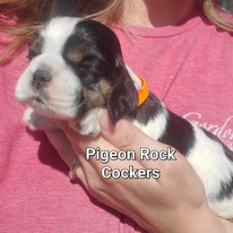 Pigeon Rock Cocker's Orange Collar - Black white and tan male Cocker Spaniel puppy in Calhoun, Georgia from Pigeon Rock Cockers