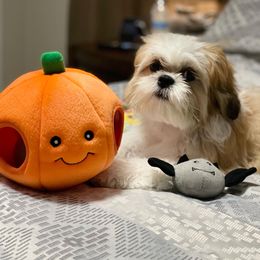 Goldendoodle and Shih Tzu Puppies from Shihtzuandoodlenc.LLC