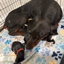 Red female - Black and rust female Doberman Pinscher puppy in Brazil, In, Indiana from Lazy A Ranch & Kennels