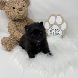 Jelly Bean - Black parti male Pomeranian puppy in Concord, California from Eelan’s Poms