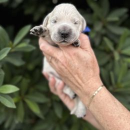Golden Retriever Puppies from Sanctuary Ranch Goldens
