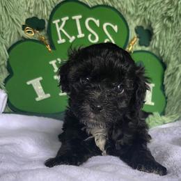 Joey ( Blue collar) - Black and white male Schnoodle puppy in Novinger, Missouri from Stormi Sky Schnoodles
