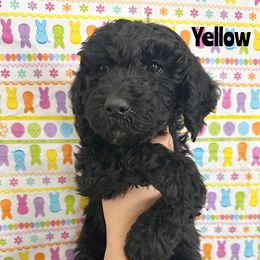 Goldendoodle Puppies from HappyHazelDoodles