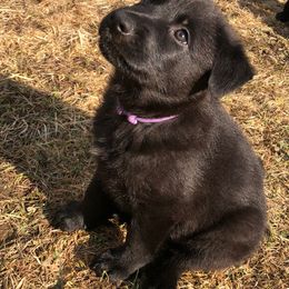 German Shepherd Puppies from Vom Kiefernhaus