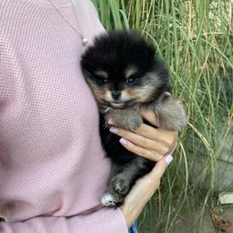 Boy 1 - male Pomeranian puppy in Citrus Heights, California from Yev and Marina's Pomeranians (AKC)