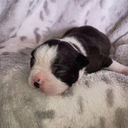 Trooper - Brindle Boy black - Black brindle and white male Boston Terrier puppy in Hamilton, Montana from Reds Studio