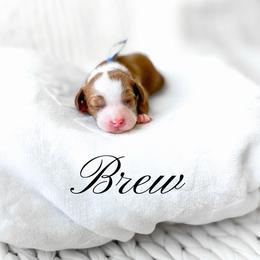 Brew - Red  male Goldendoodle puppy in Springville, Utah from Happy Doodle