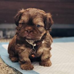 Buster - Sable male Shih Tzu puppy in Merrillville, Indiana from Gibbs Gorgeous Paws LLC