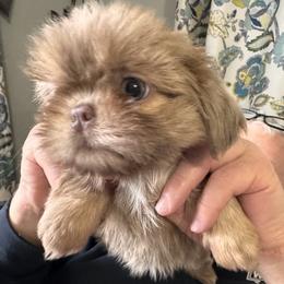 Iris - Lilac female Shih Tzu puppy in Sutton, West Virginia from Meadow Lane Pups