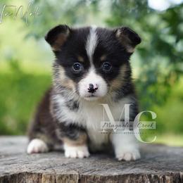 Truffle - Tri - Black and tan male Pembroke Welsh Corgi puppy in Straughn, Alabama from Magnolia Creek Corgis