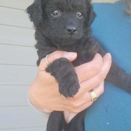 Pam - Phantom female Poodle puppy in Palmyra, Nebraska from Nebraska K9's