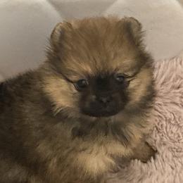 Rum Raisen - Red sable female Pomeranian puppy in Palatka, Florida from Sugarland Pomeranians