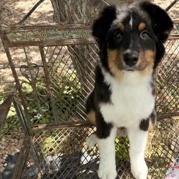 Luna - Black tri-color female Australian Shepherd puppy in Enterprise, Utah from Rock Canyon Australian Shepherds