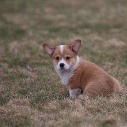 Pembroke Welsh Corgi Puppies from Edgewood Farm