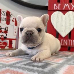 Cream (Blue Collar) - Cream male French Bulldog puppy in Smithfield, North Carolina from Roughneck Frenchies