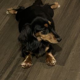 Hallie - Dachshund