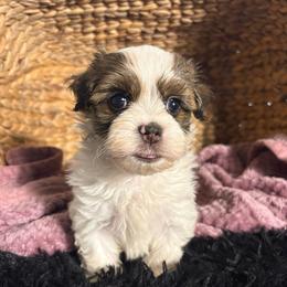 Billy - White male Havanese puppy in Clermont, Florida from Country Sweet Havanese and Creative Coaching