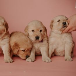 Golden Retriever Puppies from SmallTown Golden Retrievers