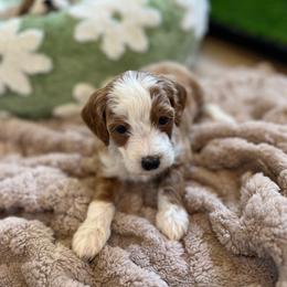 Amore - Red  male Goldendoodle puppy in San Jose, California from Doodle Amore