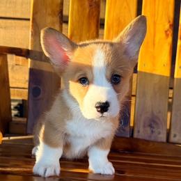 James - Red male Pembroke Welsh Corgi puppy in El Dorado Springs, Missouri from Trixie Dixie