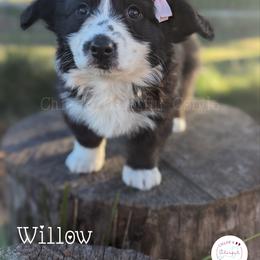 American Corgi, Cardigan Welsh Corgi, and Pembroke Welsh Corgi Puppies from Chloe's Colorful Corgis