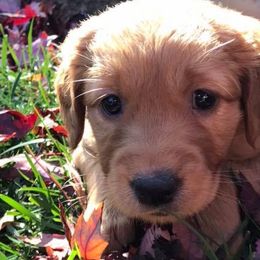 Golden Retrievers from Hunt 'Em Up Goldens