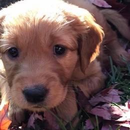 Golden Retrievers from Hunt 'Em Up Goldens