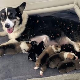 Pembroke Welsh Corgi Puppies from Corgis Hawaii Pleasantstone Aloha Corgis
