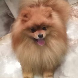 Pomeranian and Pomsky Puppies from Stonehill Breeders