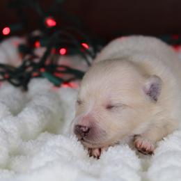 AKC Boo - Cream male Pomeranian puppy in Albany, Indiana from Hatz Off Puppies