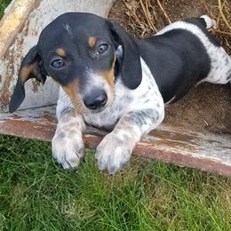 Dachshunds from Katharina's Dachshunds