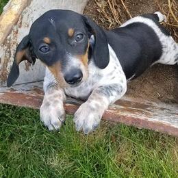 Dachshunds from Katharina's Dachshunds