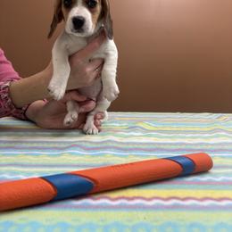 Snowflake - Black white and tan female Beagle puppy in St. Cloud, Minnesota from Beagle Blessings