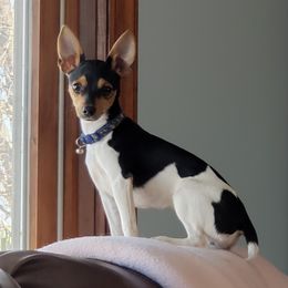 Basenjis and Toy Fox Terriers from Buck Iron Stables Kennel