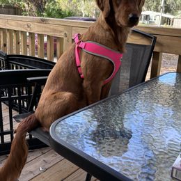 Golden Retriever All Grown Up from Brilliant Golden Furry Tails