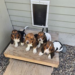 Basset Hound Puppies from Montana Bassets