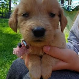 Golden Retrievers from Partners with Assistance Dogs