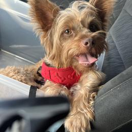 Pakis - Yorkshire Terrier