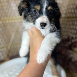 Black Tri color 2 - Black tri-color female Aussiedoodle puppy in Belgreen, Alabama from Scott’s Farm Poodles and Doodles